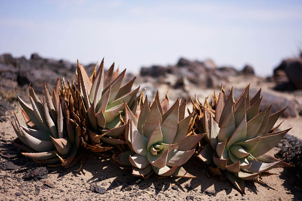 The image shows an aloe.