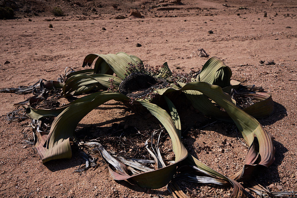 Das Bild zeigt eine ca. 4000 Jahre alte Welwitschia Pflanze