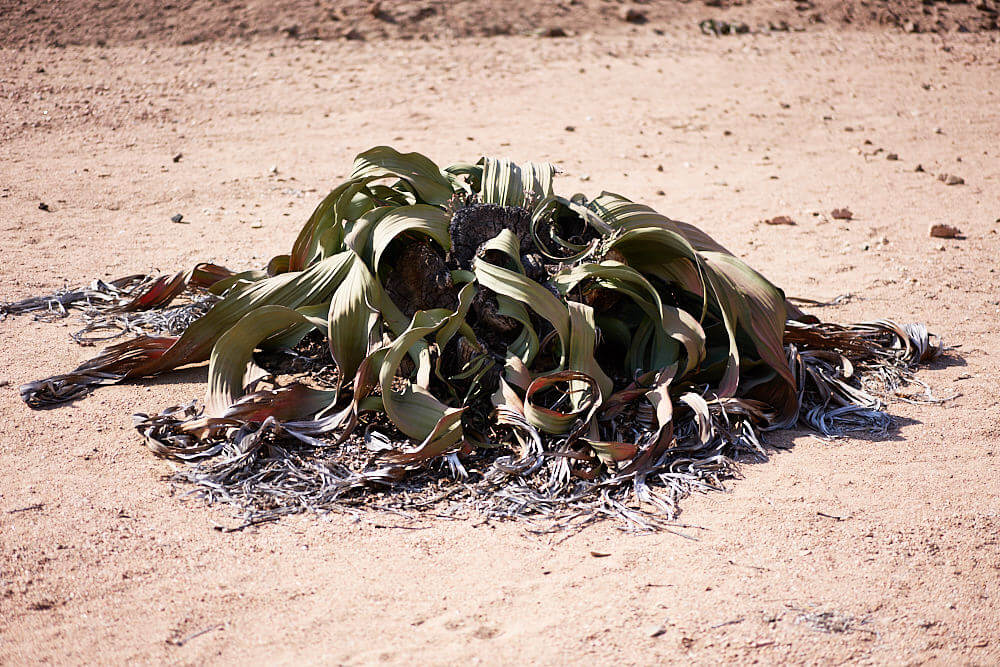 Das Bild zeigt eine ca. 4000 Jahre alte Welwitschia Pflanze