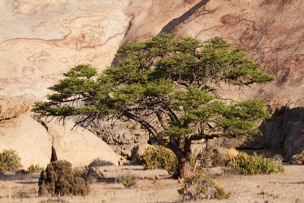 The picture shows a tree in the desert landscape near Swakopmund