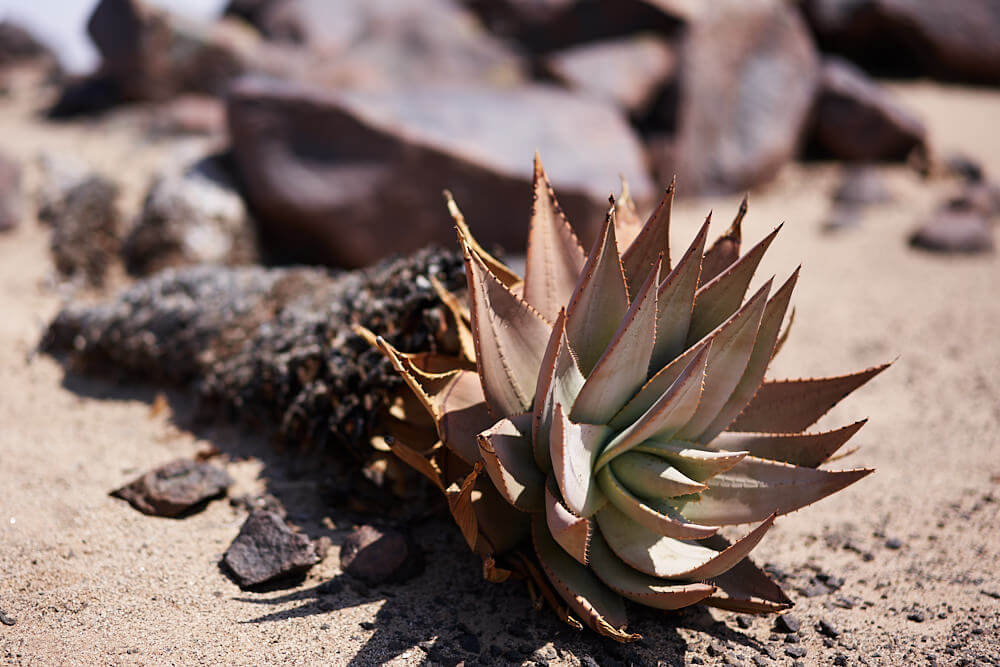 The image shows an aloe.
