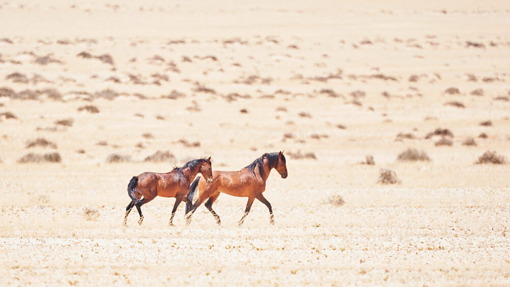 The picture shows two trotting wild horses in Garub.