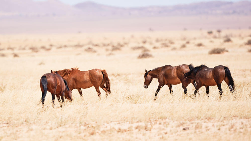 The picture shows part of the herd of wild horses of Garub grazing.