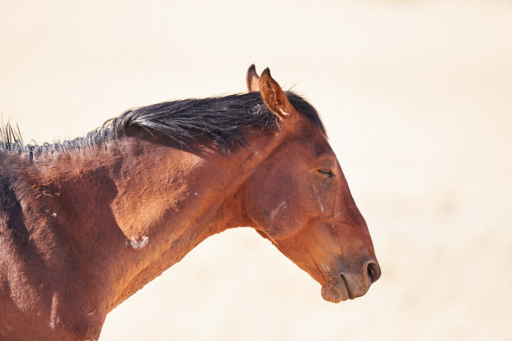 The picture shows a side portrait of one of the wild horses of Garub.