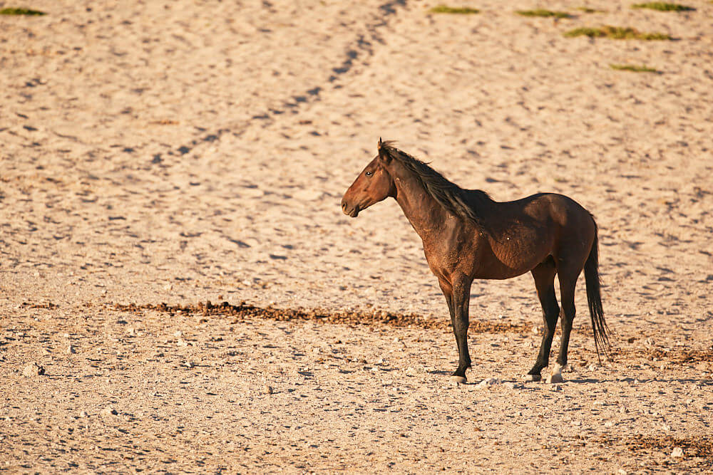 The image shows a full body side portrait of a wild stallion in Garub in the evening light.