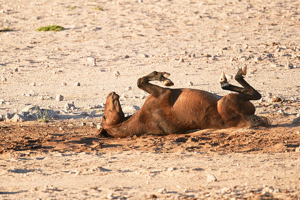 The picture shows a wild stallion rolling in the dirt and lying straight on his back.