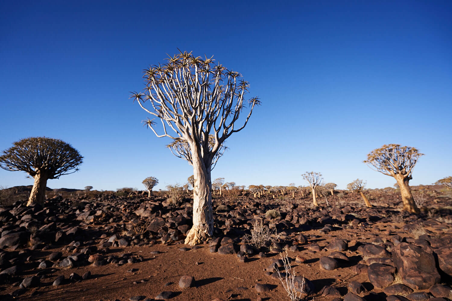 The picture shows a quivertree