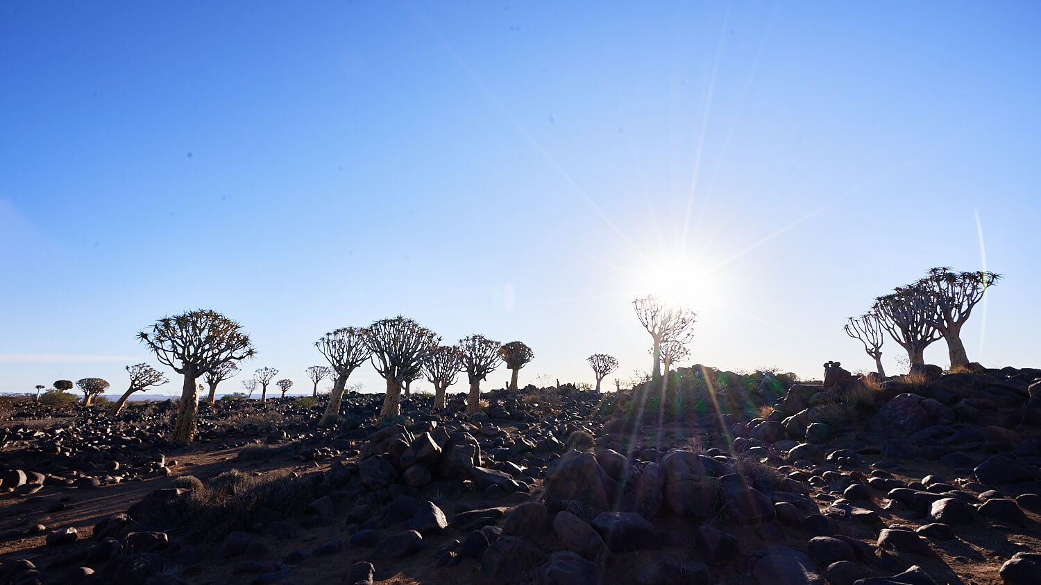 The picture shows the Quivertree forest in the backlight