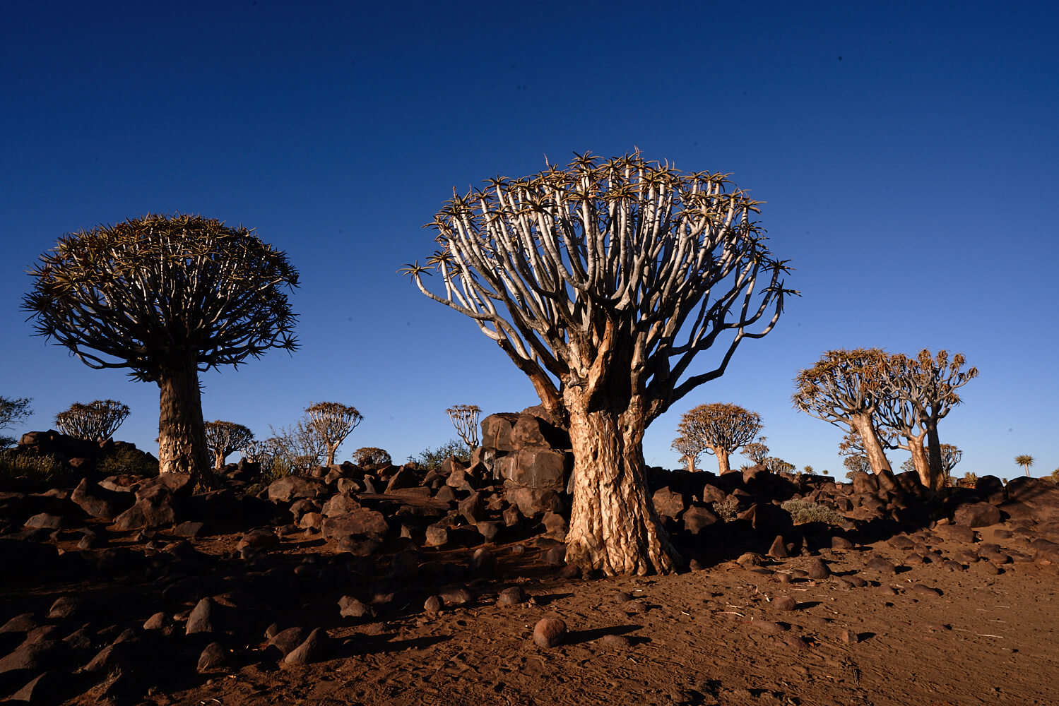 The picture shows the Quivertree Forest near Keetmanshoop in beautiful evening light