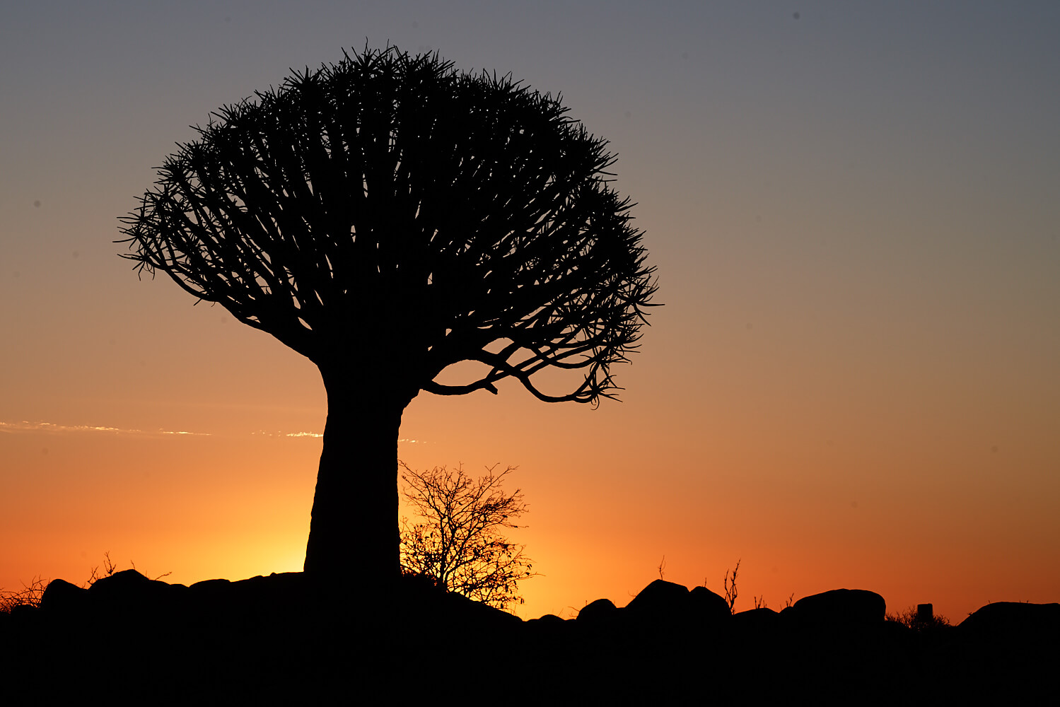 Das Bild zeigt die Silhouette eines Köcherbaums bei untergehender Sonne mit orangem Himmel