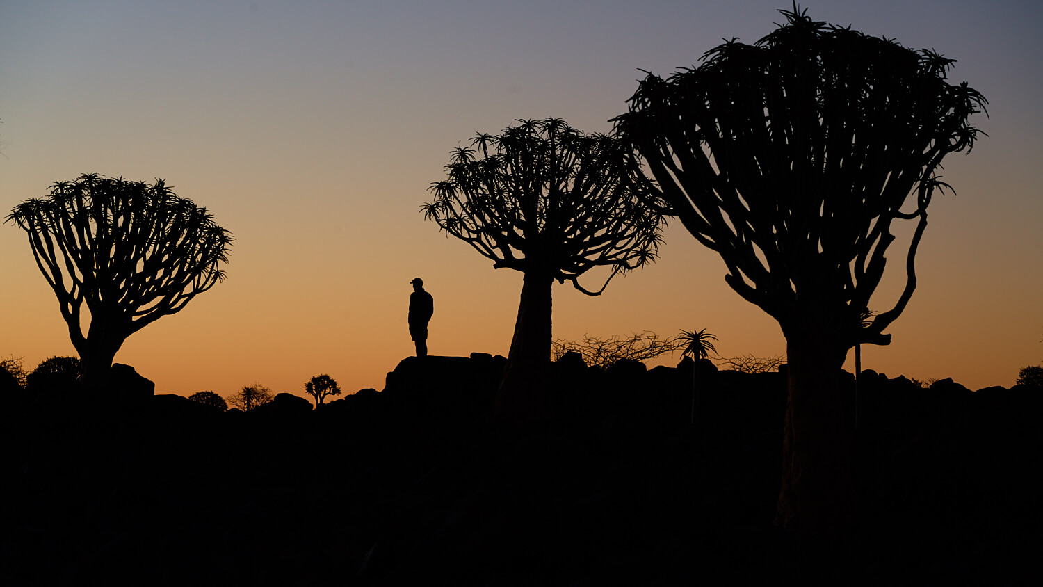 The picture shows the silhouette of a man standing in the Quivertree Forest during sunset