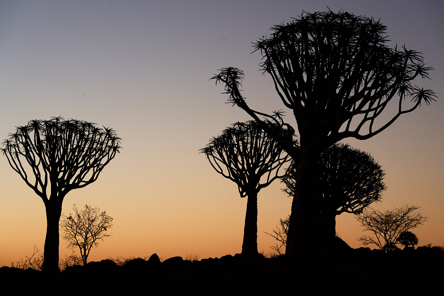 Das Bild zeigt die Silhouetten mehrerer Köcherbäume bei untergehender Sonne.