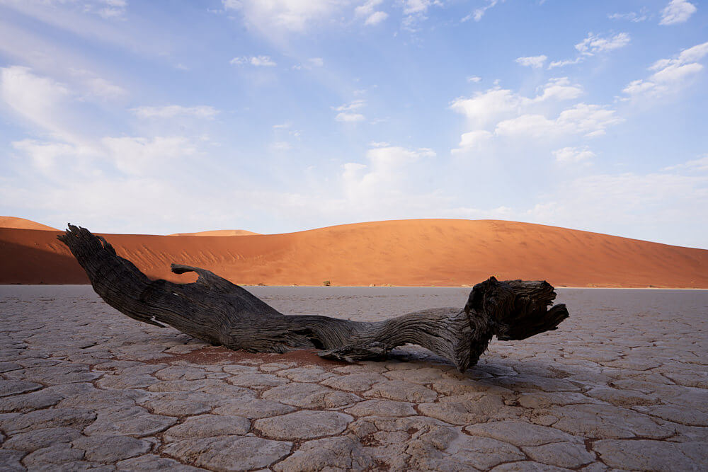 This picture shows parts of a dead tree in Dead Vlei.