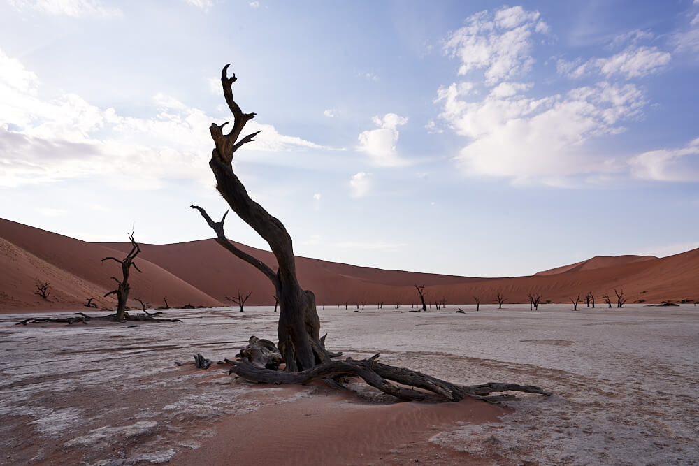 This picture shows the deserted Dead Vlei in the early morning.