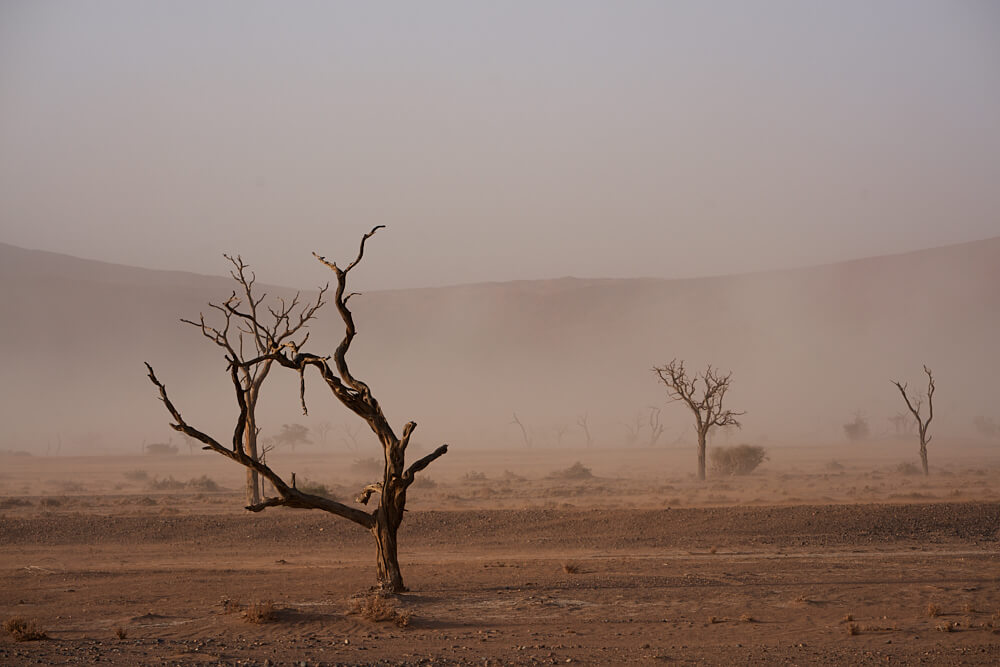 Dieses Bild zeigt abgestorbene Kameldornbäume während eines Sandsturms.