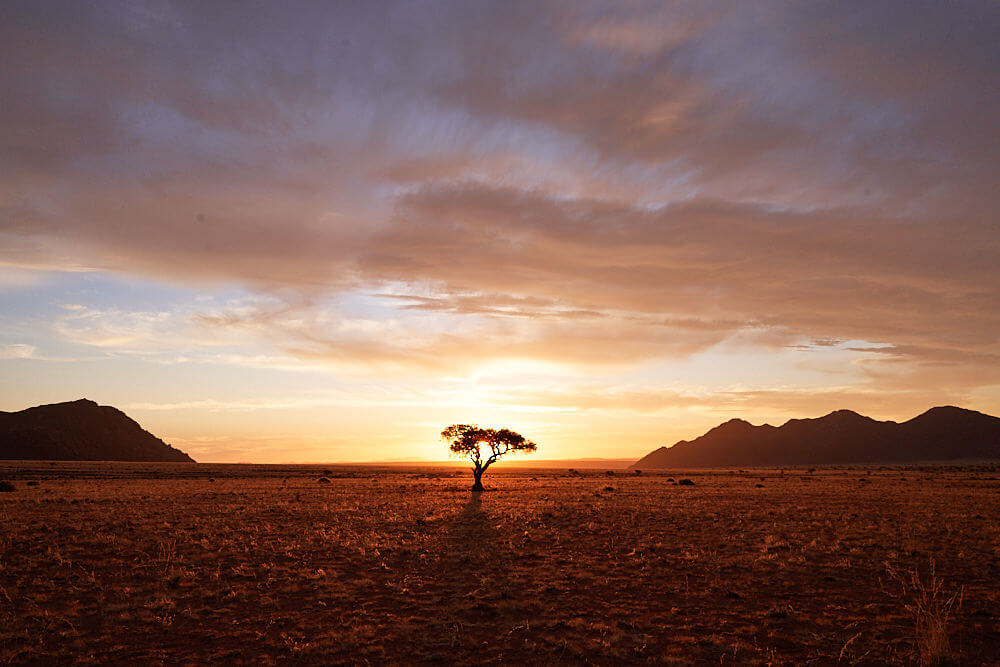 Das Bild zeigt einen einsamen Baum vor einer weiten Halbwüste im Sonnenuntergang im Namtib Biosphere Reserve. Links und rechts sind im Hintergrund Berge zu erkennen.