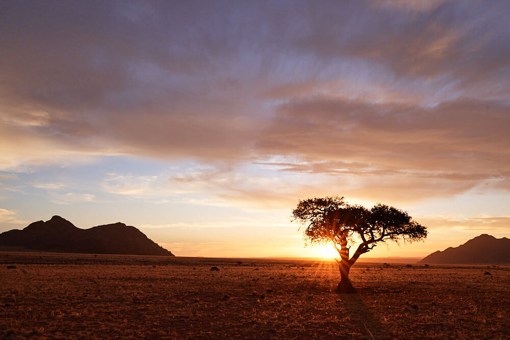 Das Bild zeigt einen einsamen Baum vor einer weiten Halbwüste im Sonnenuntergang im Namtib Biosphere Reserve. Links und rechts sind im Hintergrund Berge zu erkennen.
