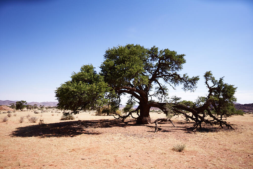 Das Bild zeigt einen ausladenden grossen Baum auf der Ranch Koiimasis.