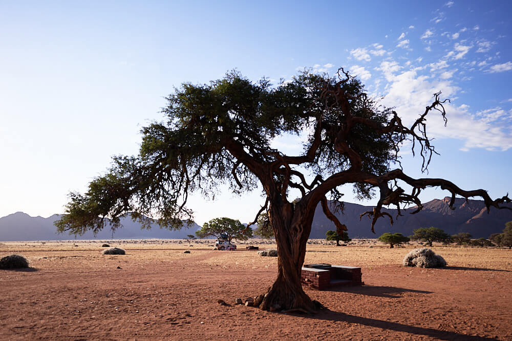 Das Bild zeigt unsere Campsite mit einem schattenspendenden Baum vor einer unendlichen Weite im Namtib Biosphere Reserve.