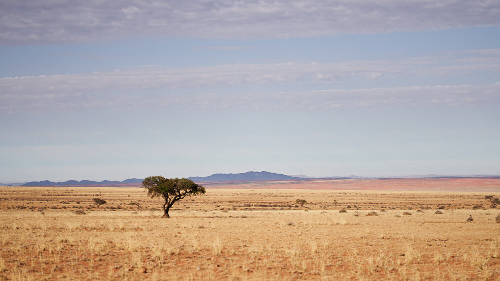 Das Bild zeigt eine Halbwüsten-Landschaft mit verschiedenen Farben vor einer Weite im Namtib Biosphere Reserve. Im vorderen Bilddrittel steht ein einsamer Baum.