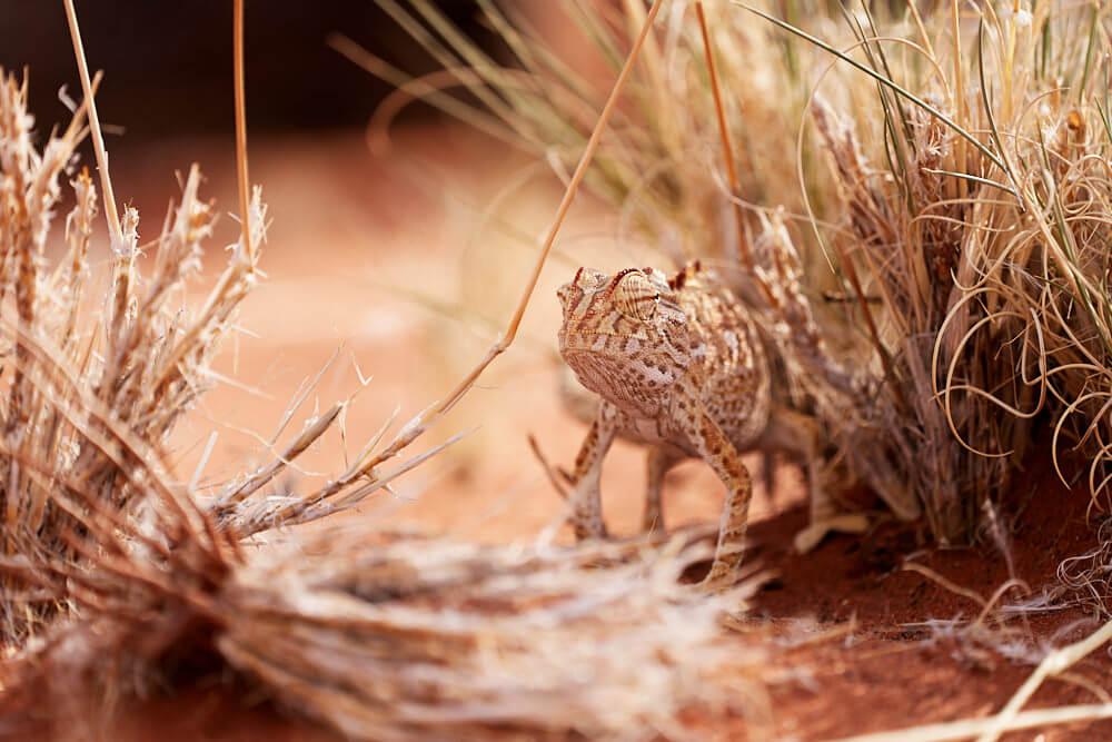 Dieses Bild zeigt ein Chamäleon in seinem Habitat im NamibRand Nature Reserve.