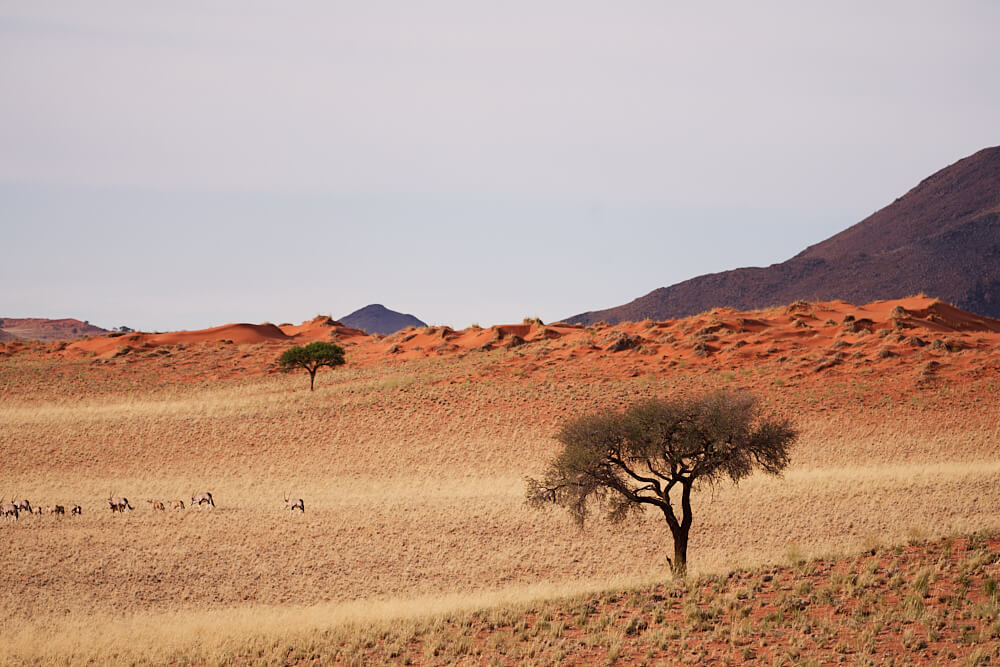 The picture shows nature with a herd of Oryx antelopes in the distance in the NamibRand Nature Reserve.