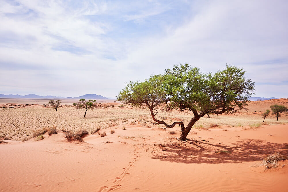 Das Bild zeigt die Landschaft im NamibRand Nature Reserve
