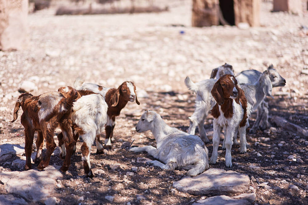 The picture shows a herd of goats 