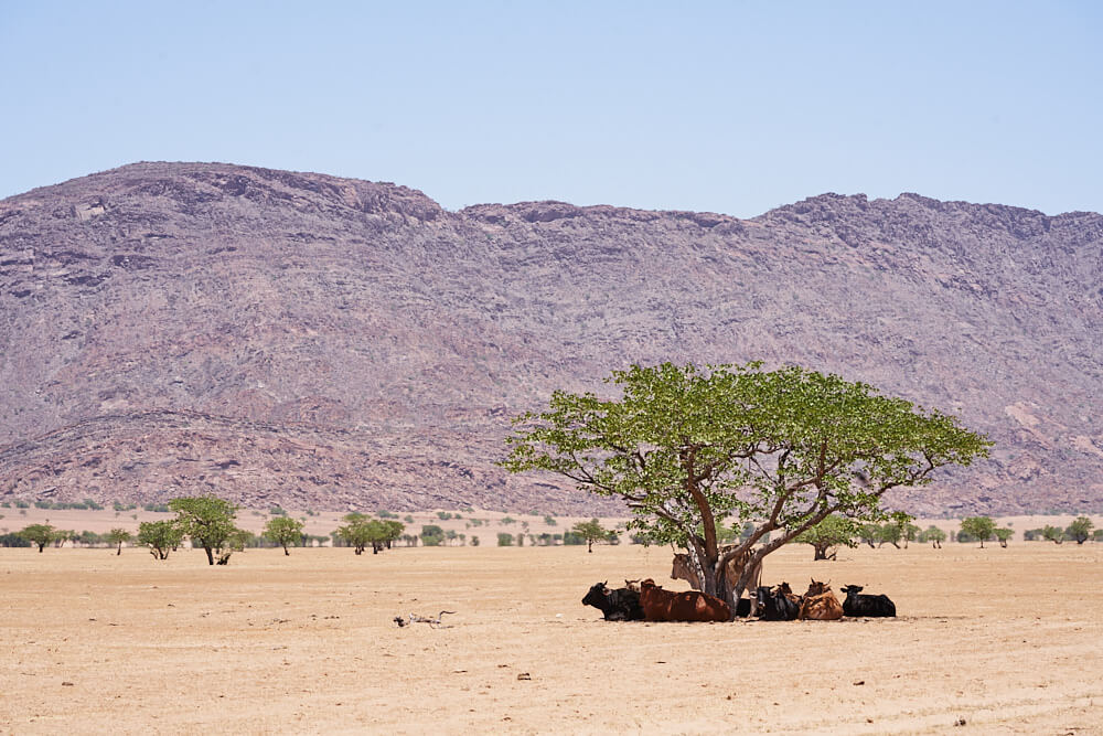 Das Bild zeigt eine Herde Rinder, die kreisförmig im Schatten eines Baumes liegen.