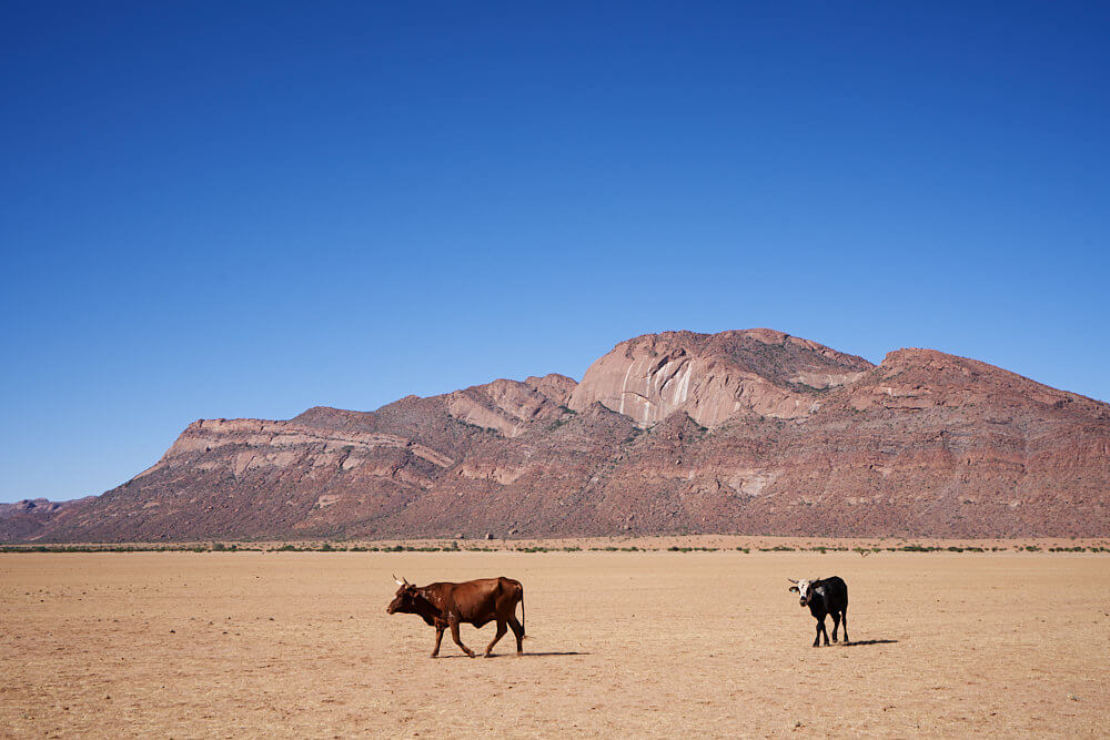 The picture shows two cattle in a barren landscape