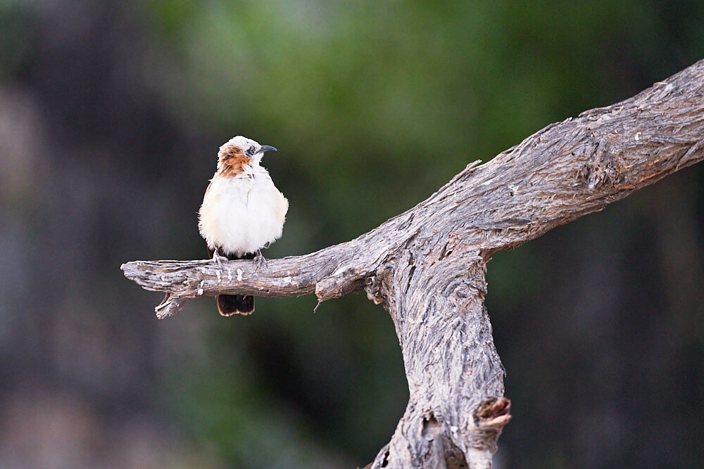 The picture shows a bird sitting on a branch