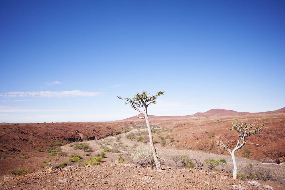 Das Bild zeigt die Landschaft der Palmwag Konzession 