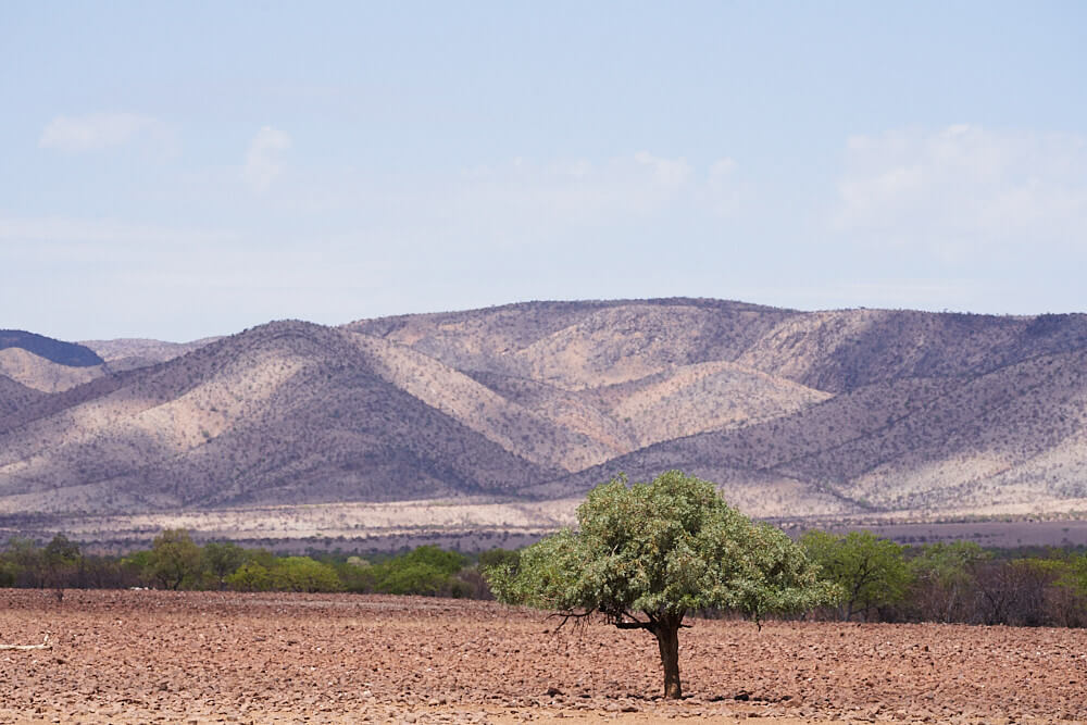 Das Bild zeigt eine Landschaftsaufnahme in Palmwag mit einem Baum und einer Hügelkette im Hintergrund.