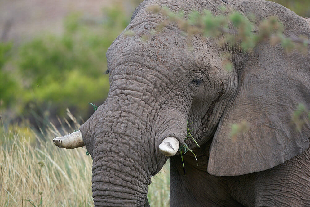 Das Bild zeigt das Portrait des 'Hauselefanten' der Palmwag Lodge.