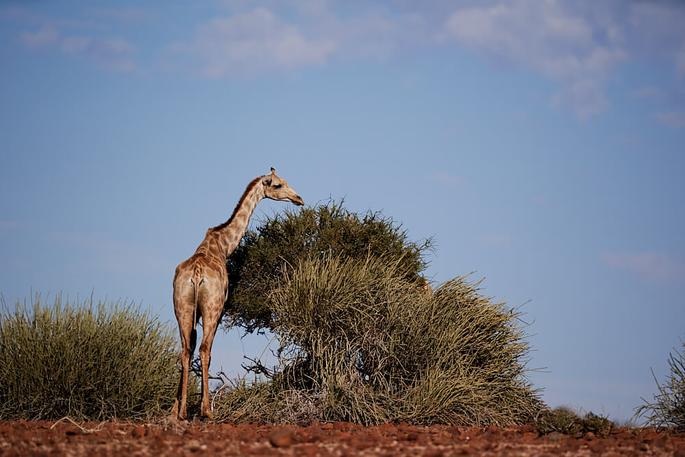 Das Bild zeigt eine Giraffe beim fressen.