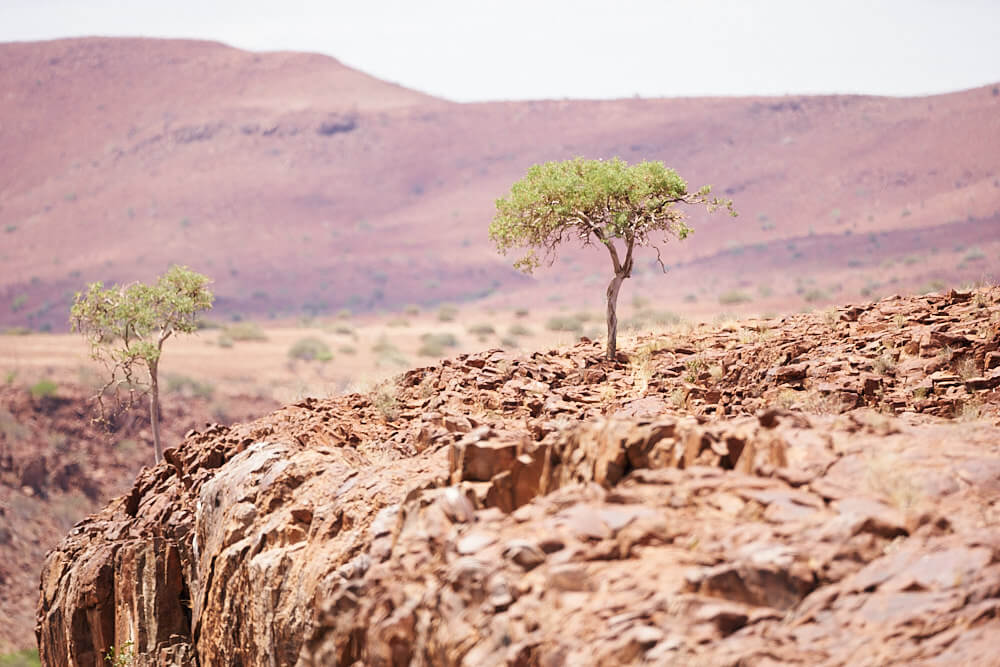 The picture shows two small trees with leaves in Palmwag, growing in an inhospitable, rocky environment.