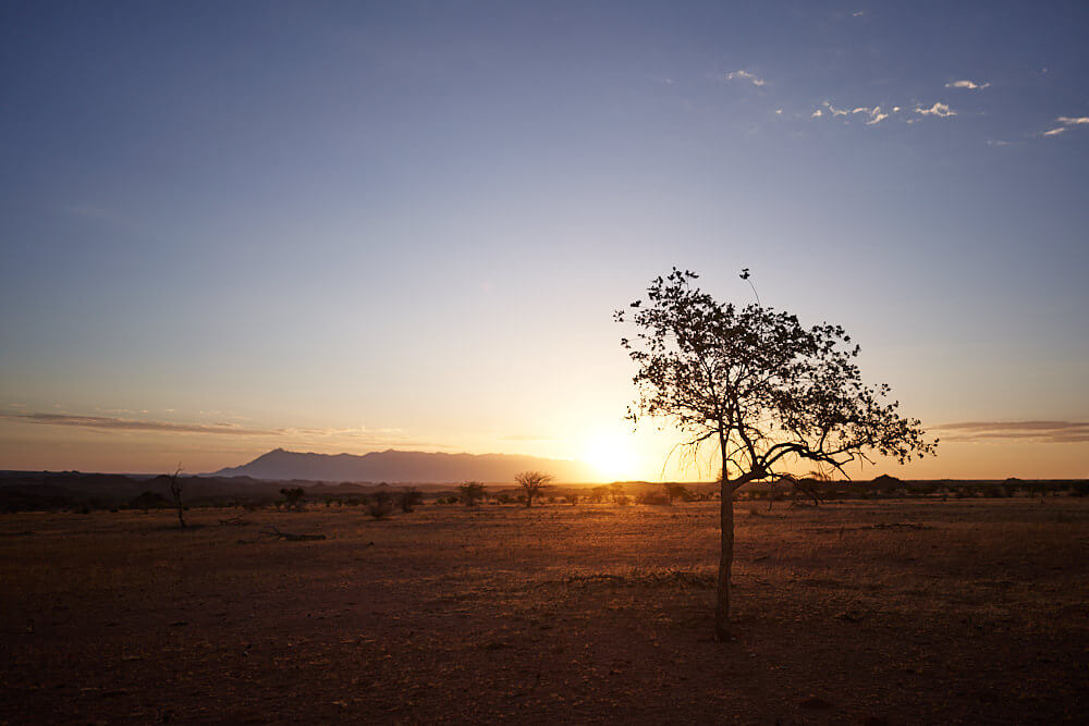 Dieses Bild zeigt eine weitläufige Natur mit einem einzelnen Baum. Die Sonne geht unter.