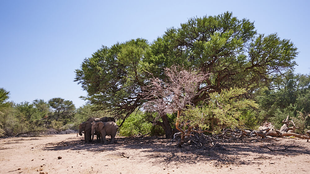 Dieses Bild zeigt eine Gruppe Wüstenelefanten, die im Flussbett des Ugab River den Schatten eines Baumes zum Ausruhen nutzen.