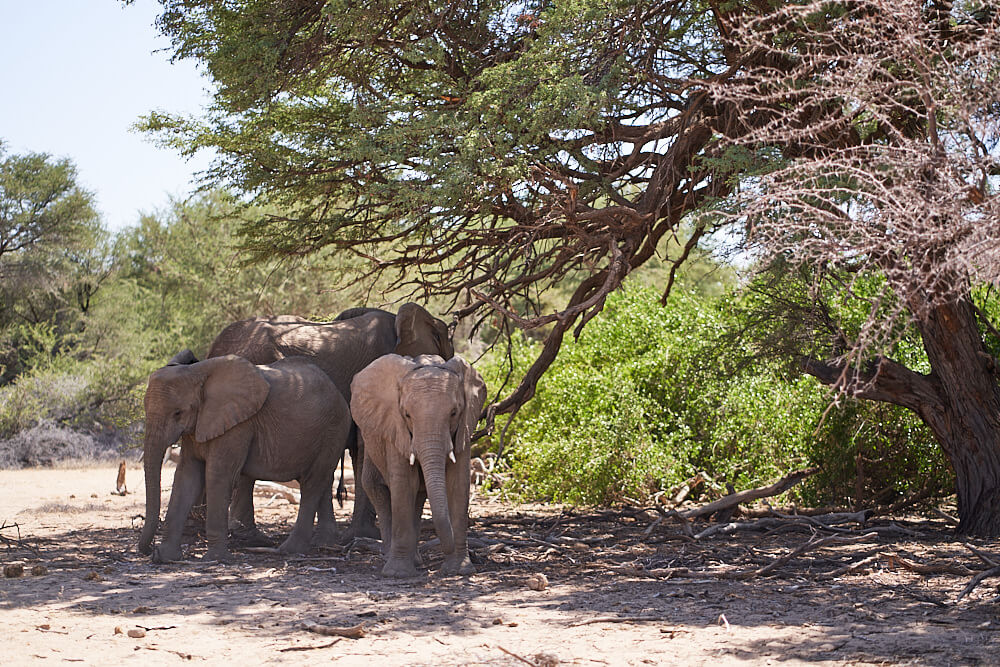 This picture shows a group of desert elephants using the shade of a tree to rest in the riverbed of the Ugab River.