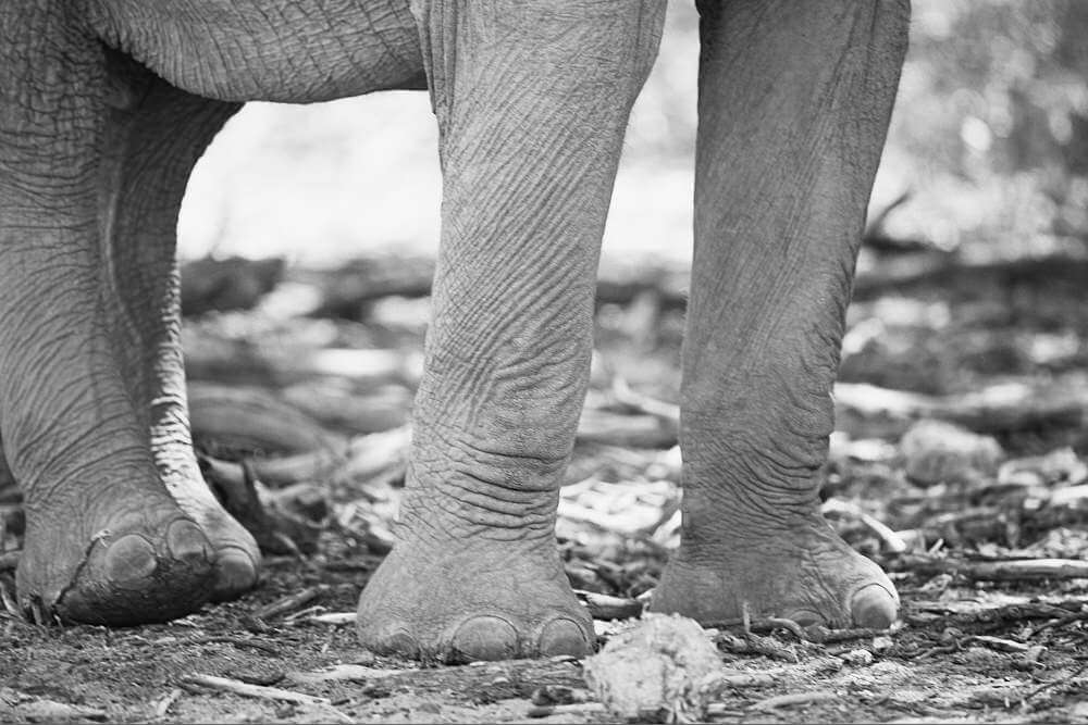 This black and white photo shows the legs of an elephant