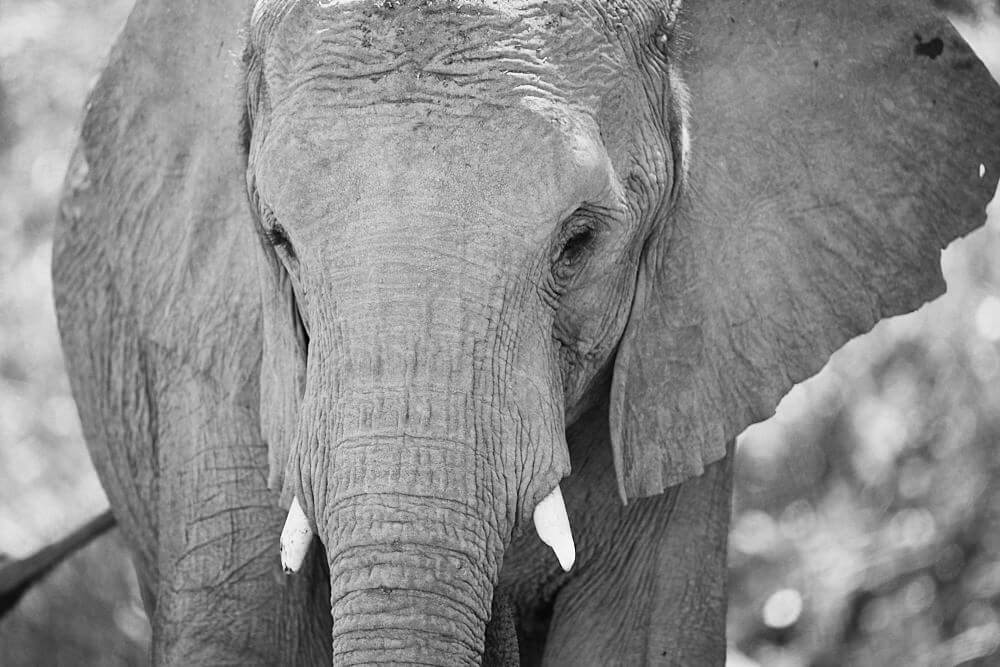 This black and white photo shows the portrait of an elephant