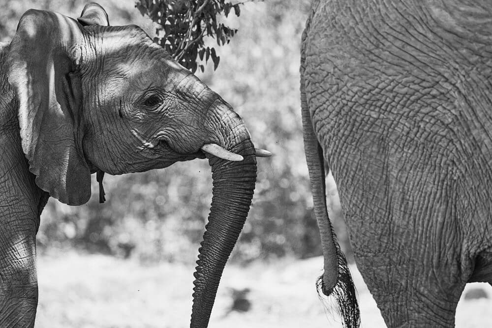 Diese Schwarz/weiss Aufnahme zeigt das Portrait eines Elefanten.