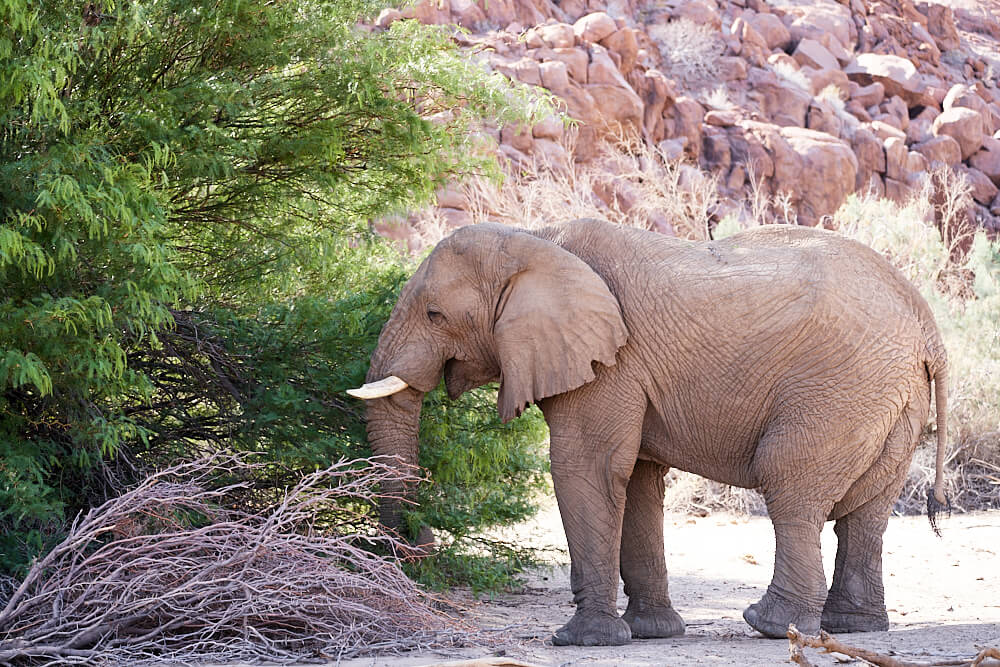 The picture shows the bull elephant 'Benny' in the Ugab River