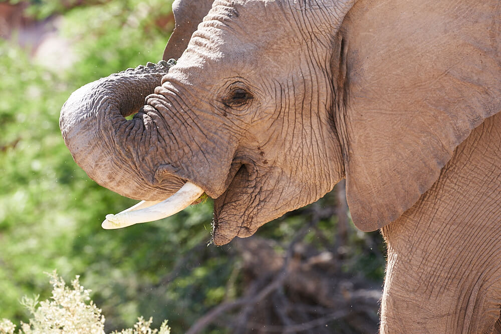 Das Bild zeigt ein Portrait des Elefantenbullen 'Benny' im Ugab River