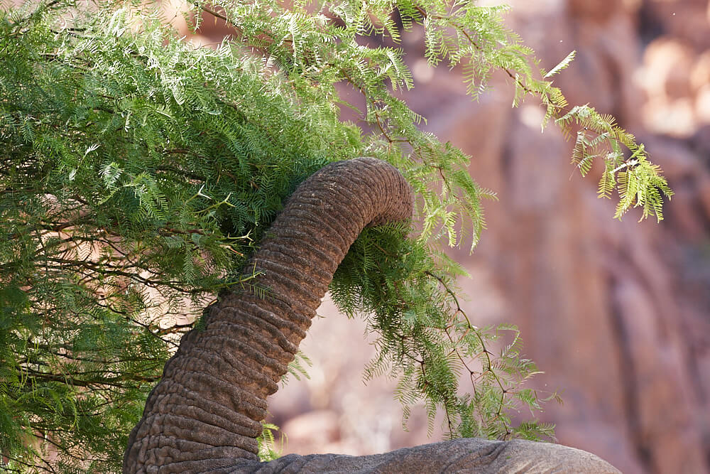 Das Bild zeigt die Nahaufnahme eines Elefantenrüssels beim Fassen von Ästen und Blättern.