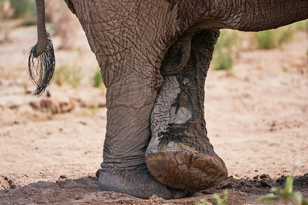 The image shows the relaxed crossed legs of an elephant in a sandy environment.