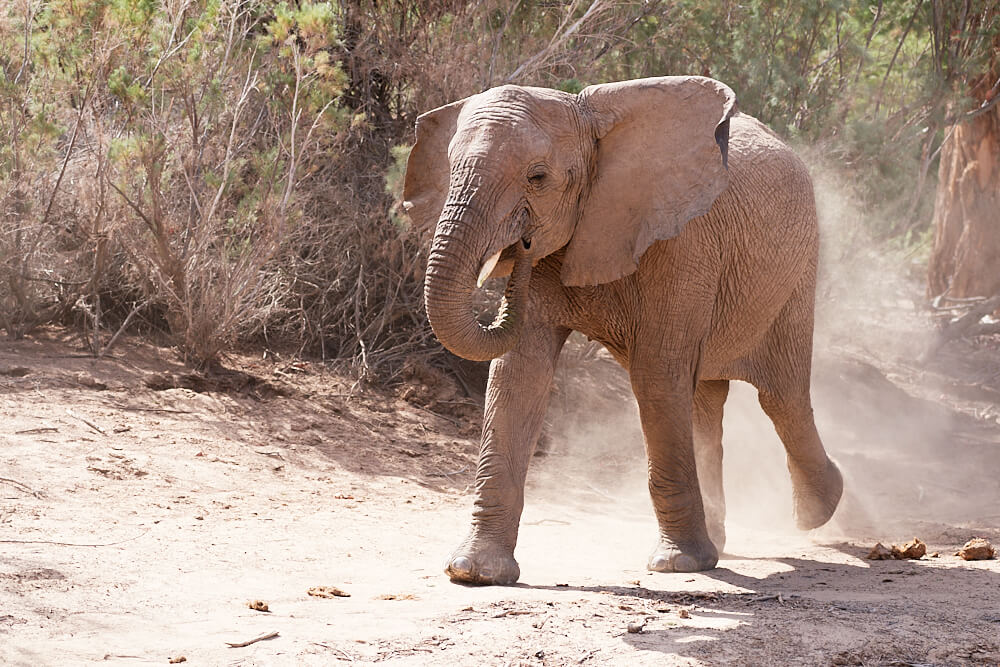 The picture shows an desert elephant in the Ugab River