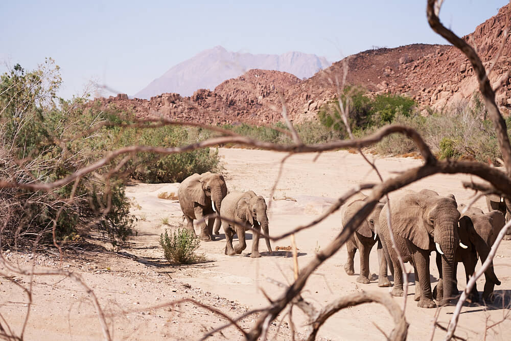 Das Bild zeigt einige Wüstenelefanten im Ugab River