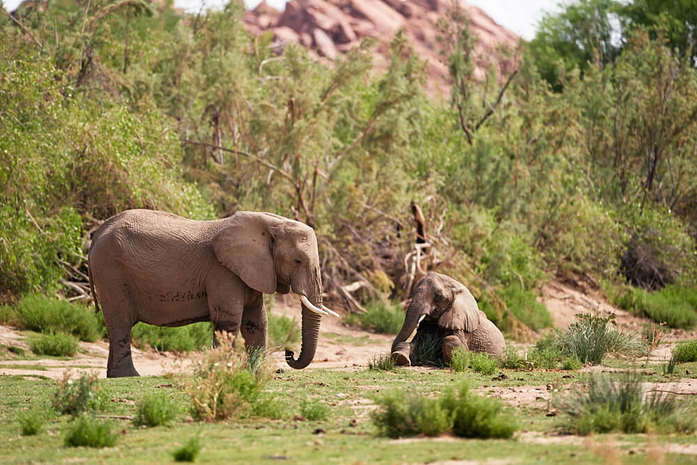 The picture shows some desert elephants in the Ugab River