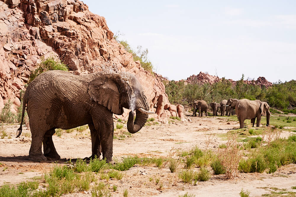 The picture shows some desert elephants in the Ugab River
